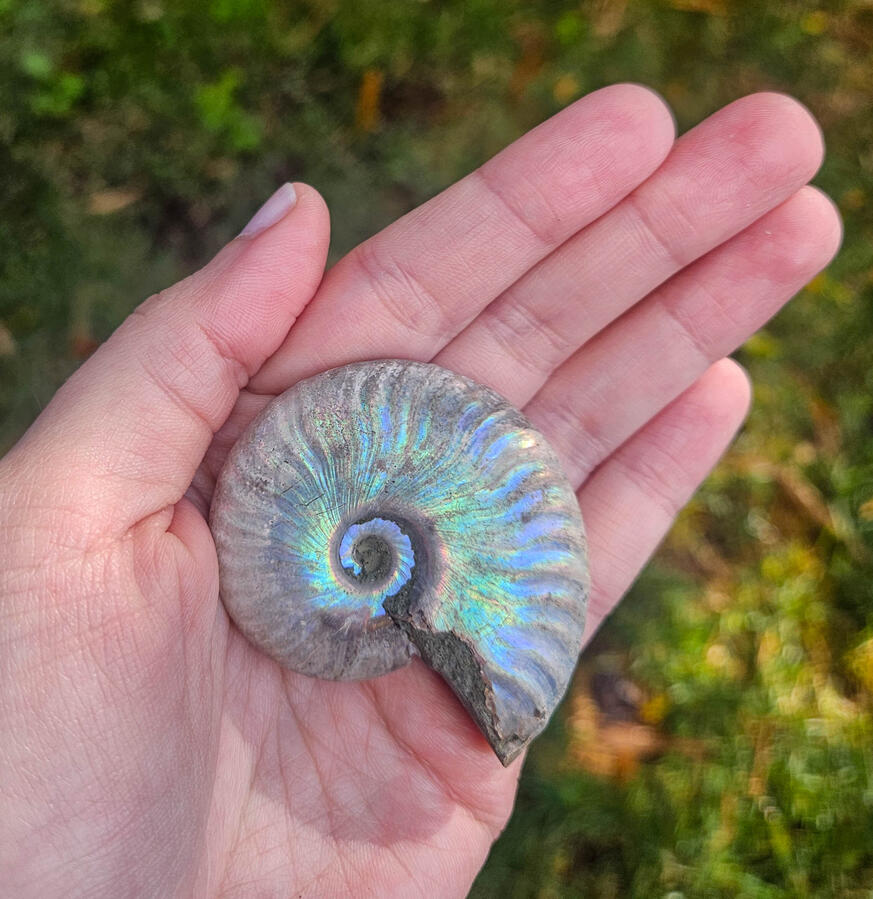 Ammonite