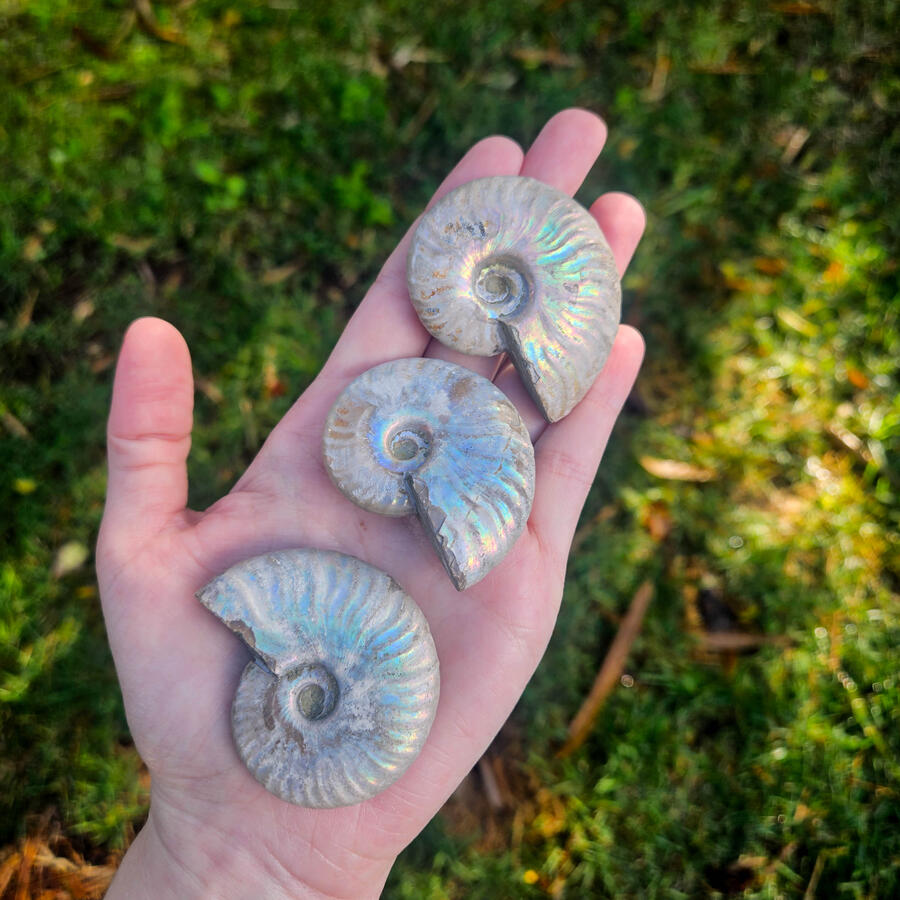 Silver Iridescent Ammonites